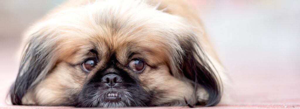 החשיבות של שבב אלקטרוני_ המפתח לאיתור חיית מחמד שאבדה