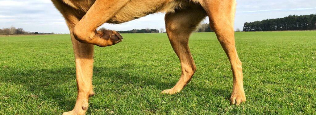 צליעה בכלב_ מתי זו סתם מתיחה ומתי זו קריאה לווטרינר אורתופד
